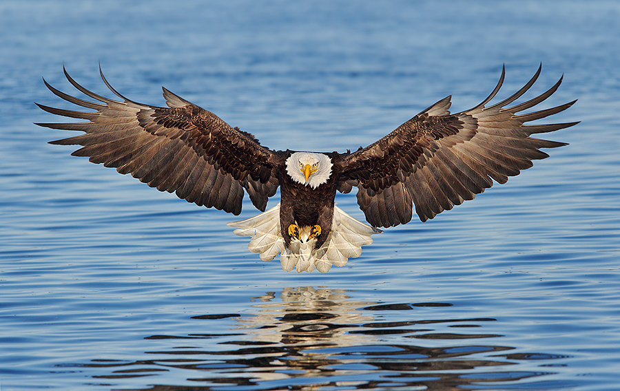 alaska_eagles_ds7_8992a.jpg