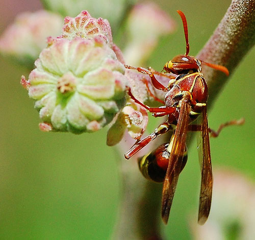 hornet-macro.jpg