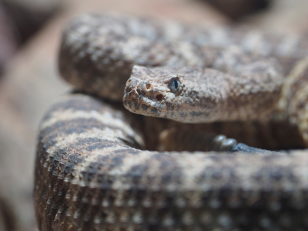 Snake_100mm_AlexMcClure-thumb-450x337-30081.jpg